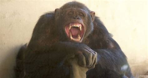 February 27, 1999. Two chimpanzees at the Hogle Zoo in Salt Lake City escaped from their cage and attacked two zoo staff members. One employee was severely injured. The chimpanzees were euthanized after being shot by zoo employees. The USDA issued an official warning against the zoo for failure to securely contain primates.